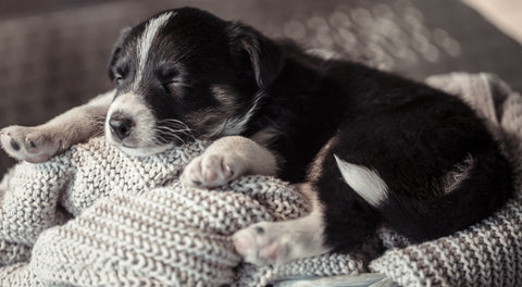 The Puppy Is Coming Home - A Checklist