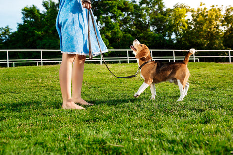 It's not easy, but hang in there! Puppy school and professional trainers