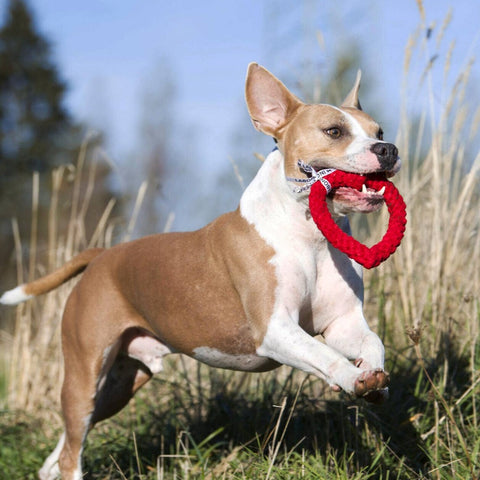 Dog running with Hertha Hertz dog toy