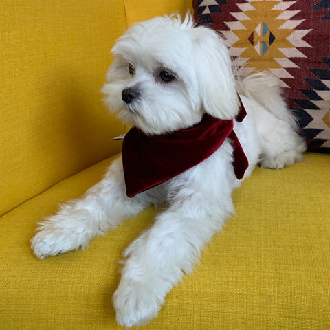 Red Velvet Bandana