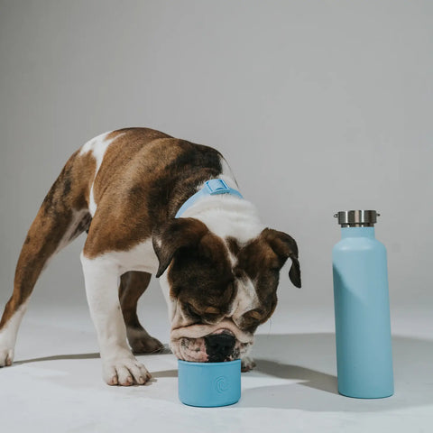 Dog & Me Water Bottle