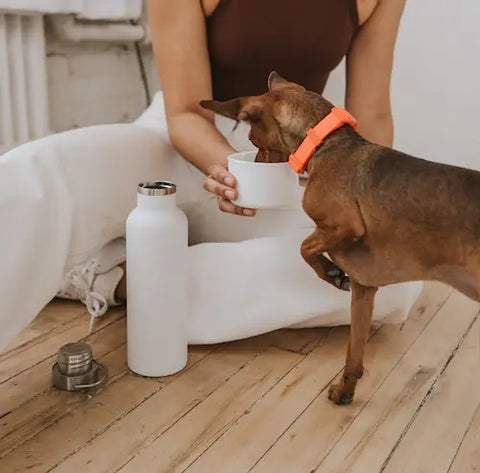 Dog & Me Water Bottle