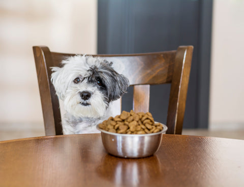 A simple guide to dog food types